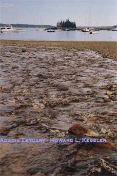 Acadia: Estuary