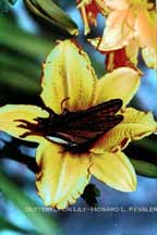 Butterfly on Lily