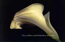 Calla (Still Life)