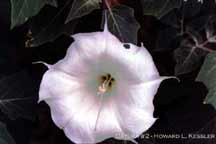 Datura #2