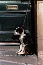 Dog Waiting