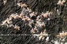 Gulls & Puffins on the Rocks