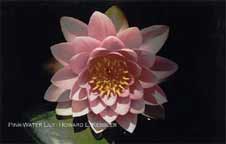 Pink Water Lily