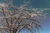 Winter Tree